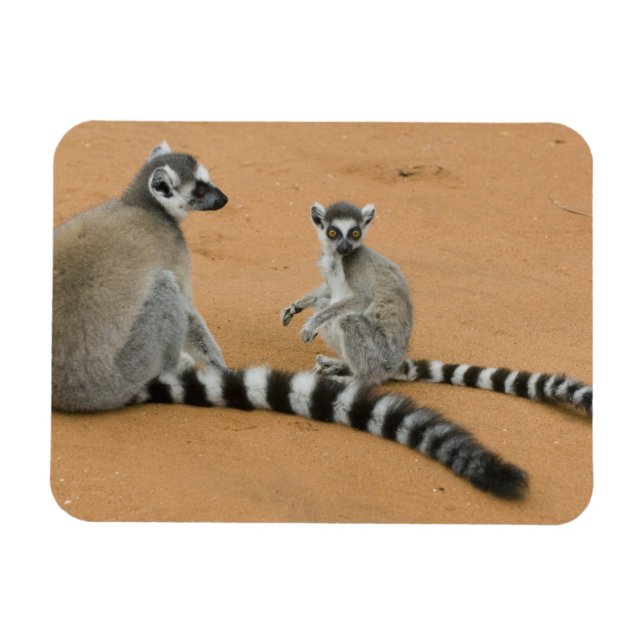 Ring-tailed Lemurs, (Lemur catta), Berenty Magnet (Horizontal)