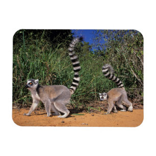 Ring-Tailed Lemurs (Lemur Catta), Berenty Magnet