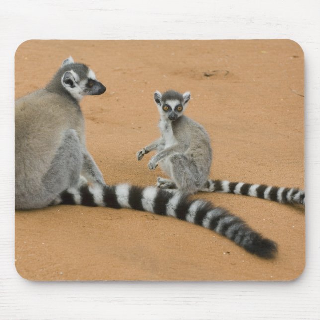 Ring-tailed Lemurs, (Lemur catta), Berenty Mouse Mat (Front)