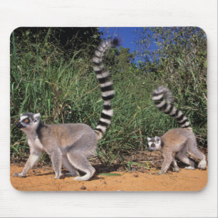 Ring-Tailed Lemurs (Lemur Catta), Berenty Mouse Mat