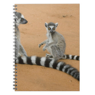 Ring-tailed Lemurs, (Lemur catta), Berenty Notebook