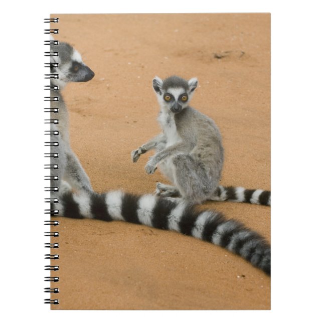Ring-tailed Lemurs, (Lemur catta), Berenty Notebook (Front)