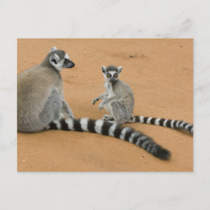 Ring-tailed Lemurs, (Lemur catta), Berenty Postcard