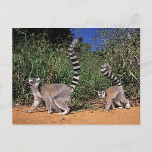 Ring-Tailed Lemurs (Lemur Catta), Berenty Postcard (Front)