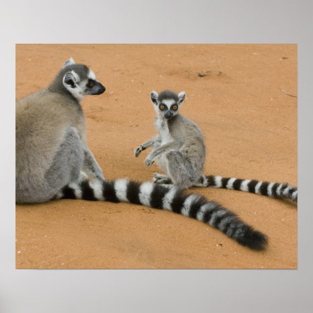 Ring-tailed Lemurs, (Lemur catta), Berenty Poster (Front)