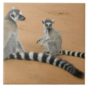Ring-tailed Lemurs, (Lemur catta), Berenty Tile