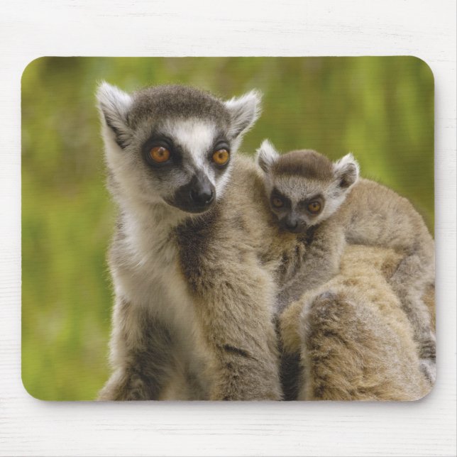 Ring-tailed lemurs (Lemur catta) Mother & baby. Mouse Mat (Front)