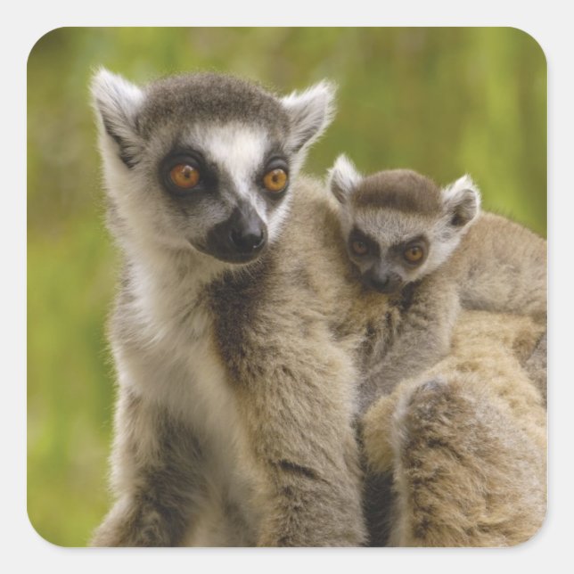 Ring-tailed lemurs (Lemur catta) Mother & baby. Square Sticker (Front)
