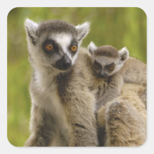 Ring-tailed lemurs (Lemur catta) Mother & baby. Square Sticker