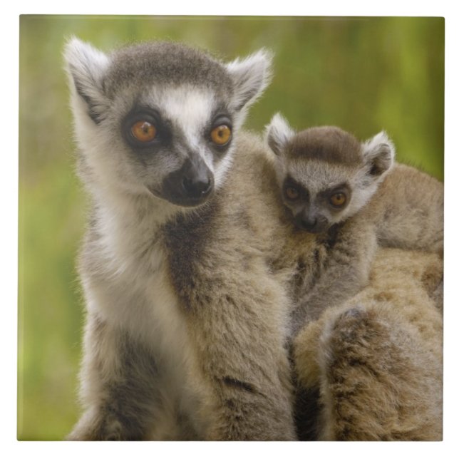 Ring-tailed lemurs (Lemur catta) Mother & baby. Tile (Front)