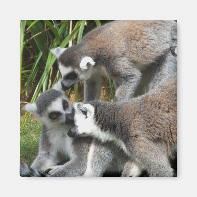 Ring Tailed Lemurs Magnet (Front)