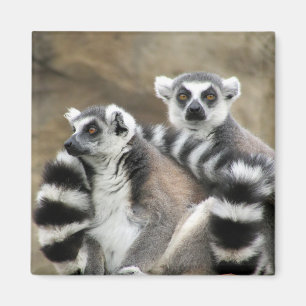 ring tailed lemurs magnet