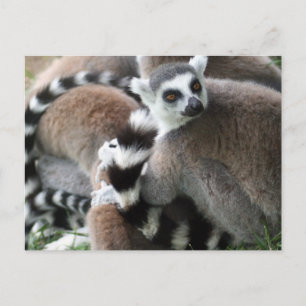 Ring Tailed Lemurs Postcard