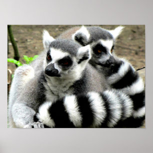 Ring-Tailed Lemurs Poster