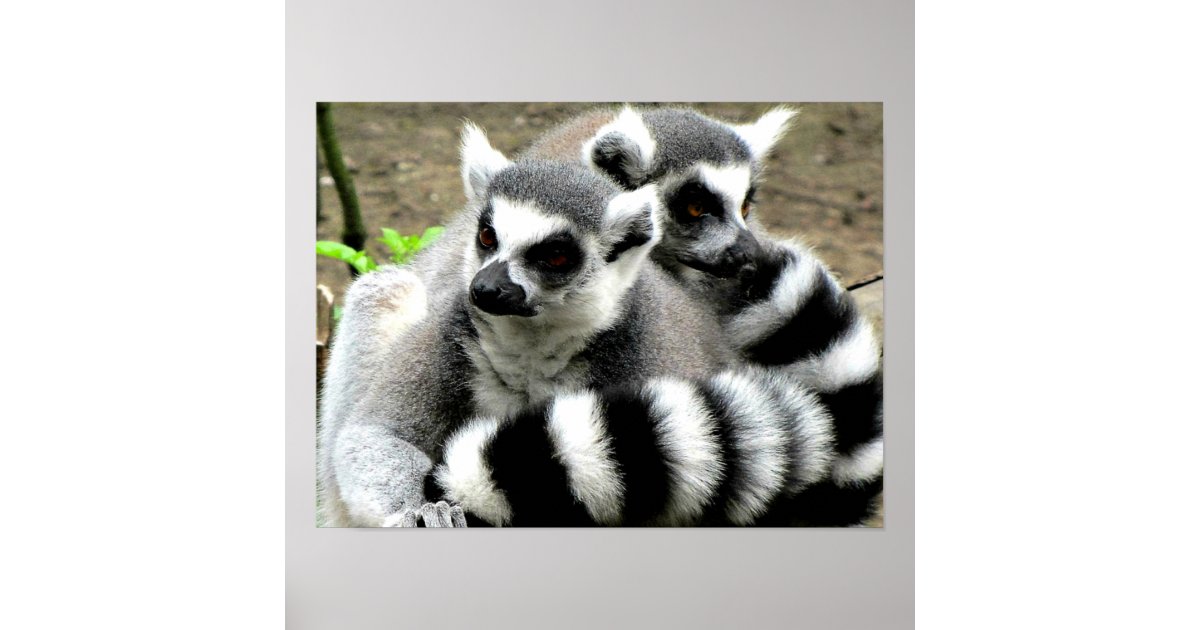 Ring-Tailed Lemurs Poster | Zazzle