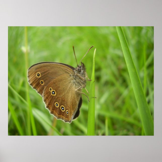 Ringlet Butterfly Poster (Front)