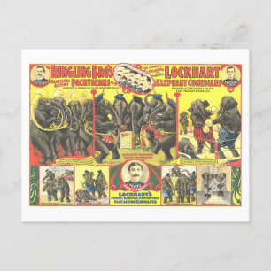 Ringling Bros. Elephant Comedians Circus Ad Postcard