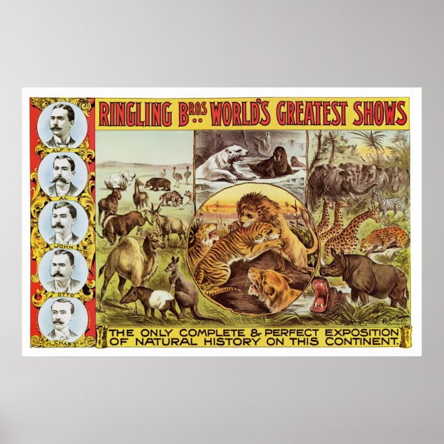 Ringling Bros. Wild Animal Advertisement 1900's Poster (Front)