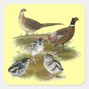 Ringneck Pheasant Family Square Sticker