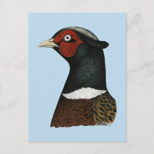 Ringneck Pheasant Head Postcard