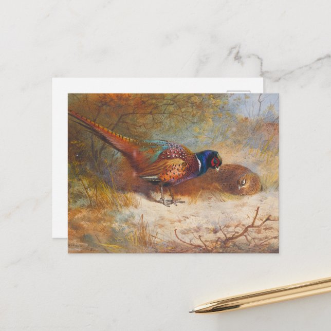  Ringneck Pheasants, wildlife nature   Postcard (Front/Back In Situ)