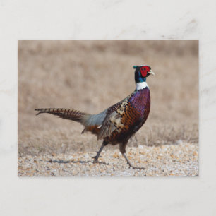 Ringnecked Pheasant Postcard