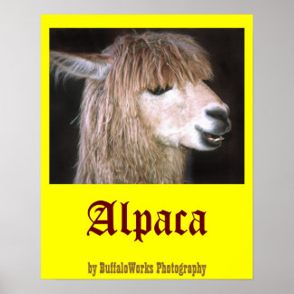 Ringo the Alpaca Poster