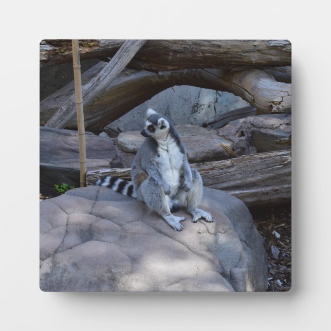 Ringtail Possum Foreman At Work,   Plaque (Front)