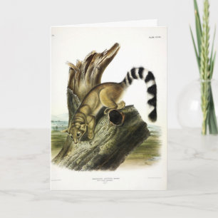 Ringtail (Ring-tailed Bassaris, Ringtailed Cat) Card