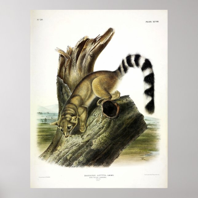 Ringtail (Ring-tailed Bassaris, Ringtailed Cat) Poster (Front)