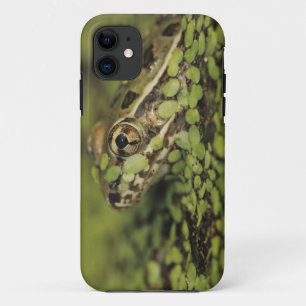 Rio Grande Leopard Frog, Rana berlandieri, iPhone 11 Case