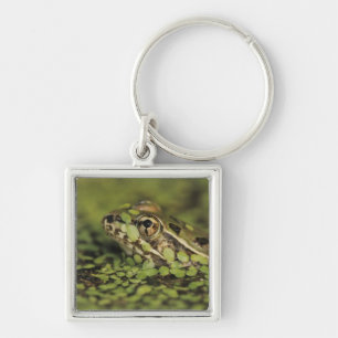 Rio Grande Leopard Frog, Rana berlandieri, Key Ring