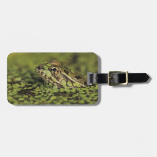Rio Grande Leopard Frog, Rana berlandieri, Luggage Tag