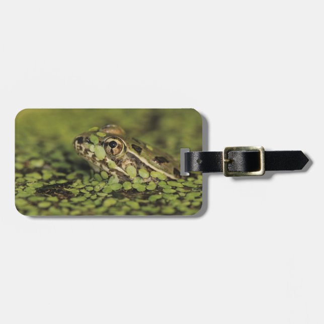 Rio Grande Leopard Frog, Rana berlandieri, Luggage Tag (Front Horizontal)