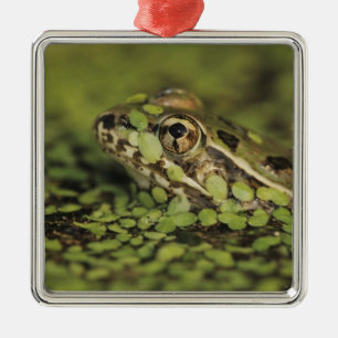 Rio Grande Leopard Frog, Rana berlandieri, Metal Tree Decoration