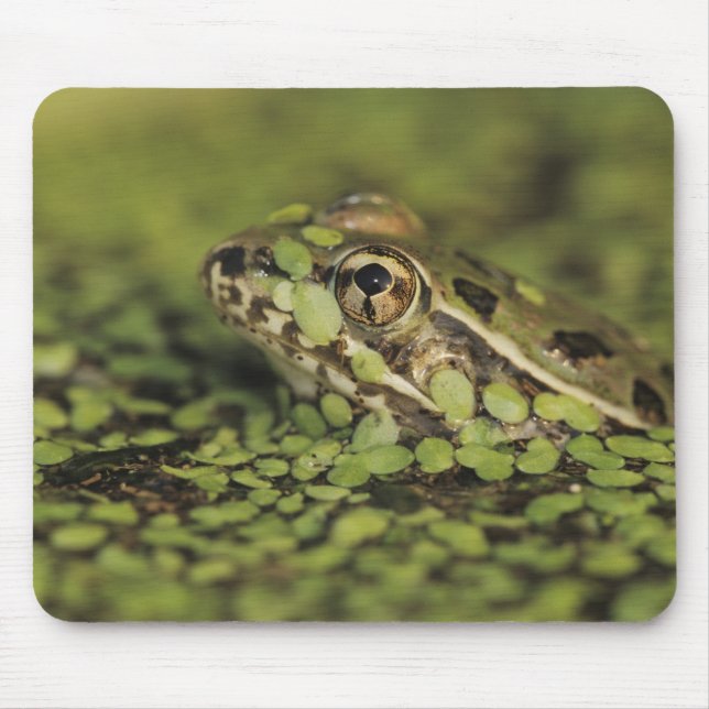 Rio Grande Leopard Frog, Rana berlandieri, Mouse Mat (Front)