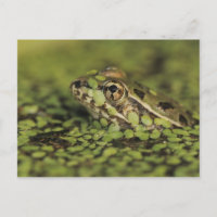Rio Grande Leopard Frog, Rana berlandieri,