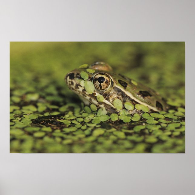 Rio Grande Leopard Frog, Rana berlandieri, Poster (Front)