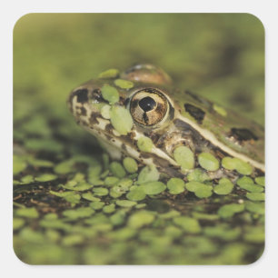 Rio Grande Leopard Frog, Rana berlandieri, Square Sticker