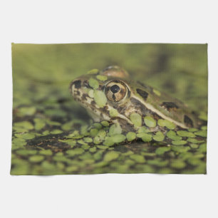 Rio Grande Leopard Frog, Rana berlandieri, Tea Towel