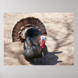 Rio Grande Wild Turkey Poster