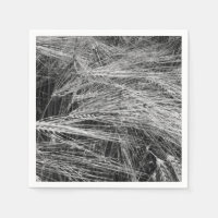 Ripe barley ears (Hordeum vulgare)  