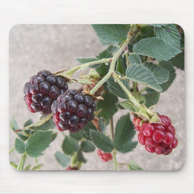 Ripe Blackberries Mouse Mat (Front)