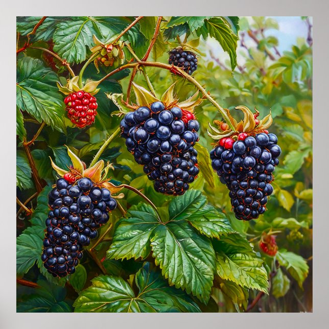 Ripe Blackberries on Bush Against a Lush Green Poster (Front)