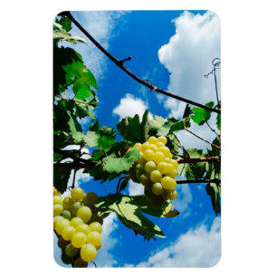 Ripe bunches of grapes against the background magnet