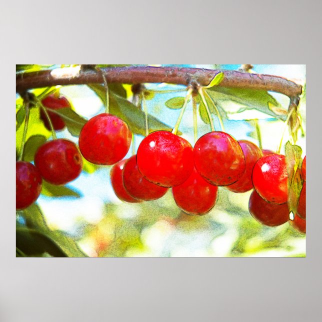 Ripe Cherries Poster (Front)