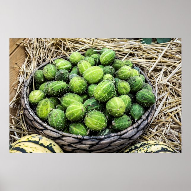 Ripe Cucumis Myriocarpus (Gooseberry) Photography  Poster (Front)