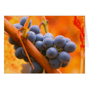 Ripe Grape In Vineyard
