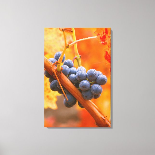 Ripe Grape In Vineyard Canvas Print (Front)