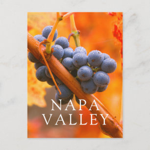 Ripe Grape In Vineyard Postcard